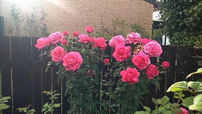 Rosa ‘Unconventional Lady’