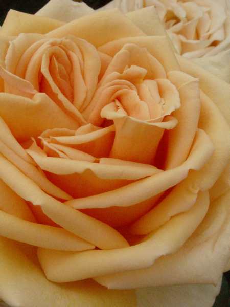 Rosa ‘Valencia’ (Valencia Hybrid Tea Rose)
