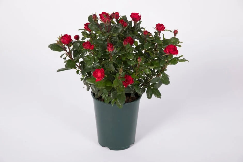 Rosa Zepeti (Rose)