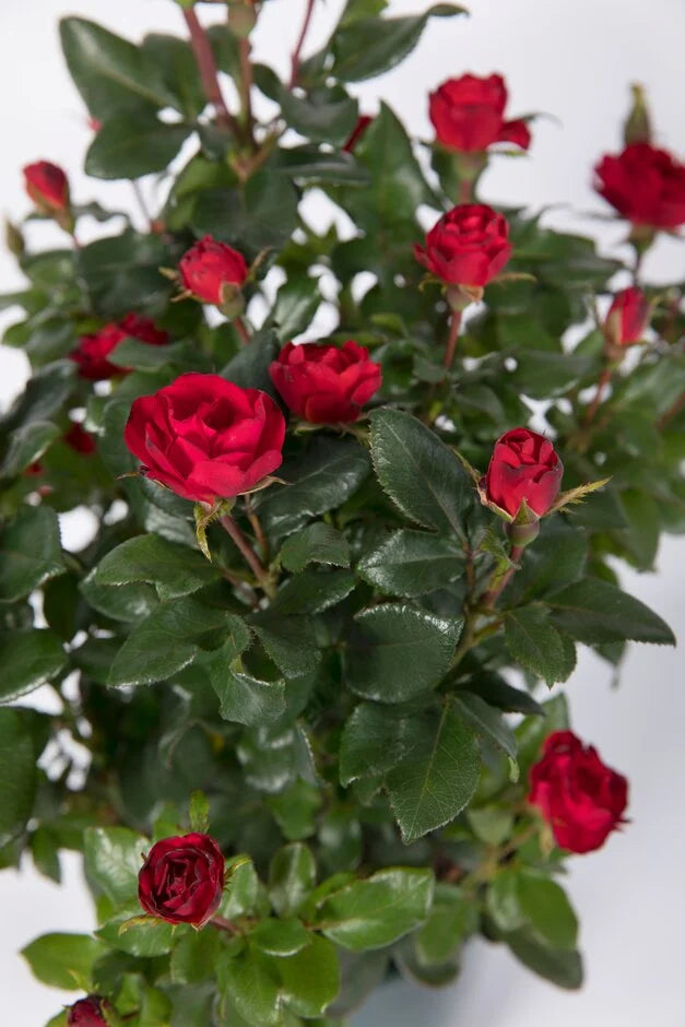 Rosa Zepeti (Rose)