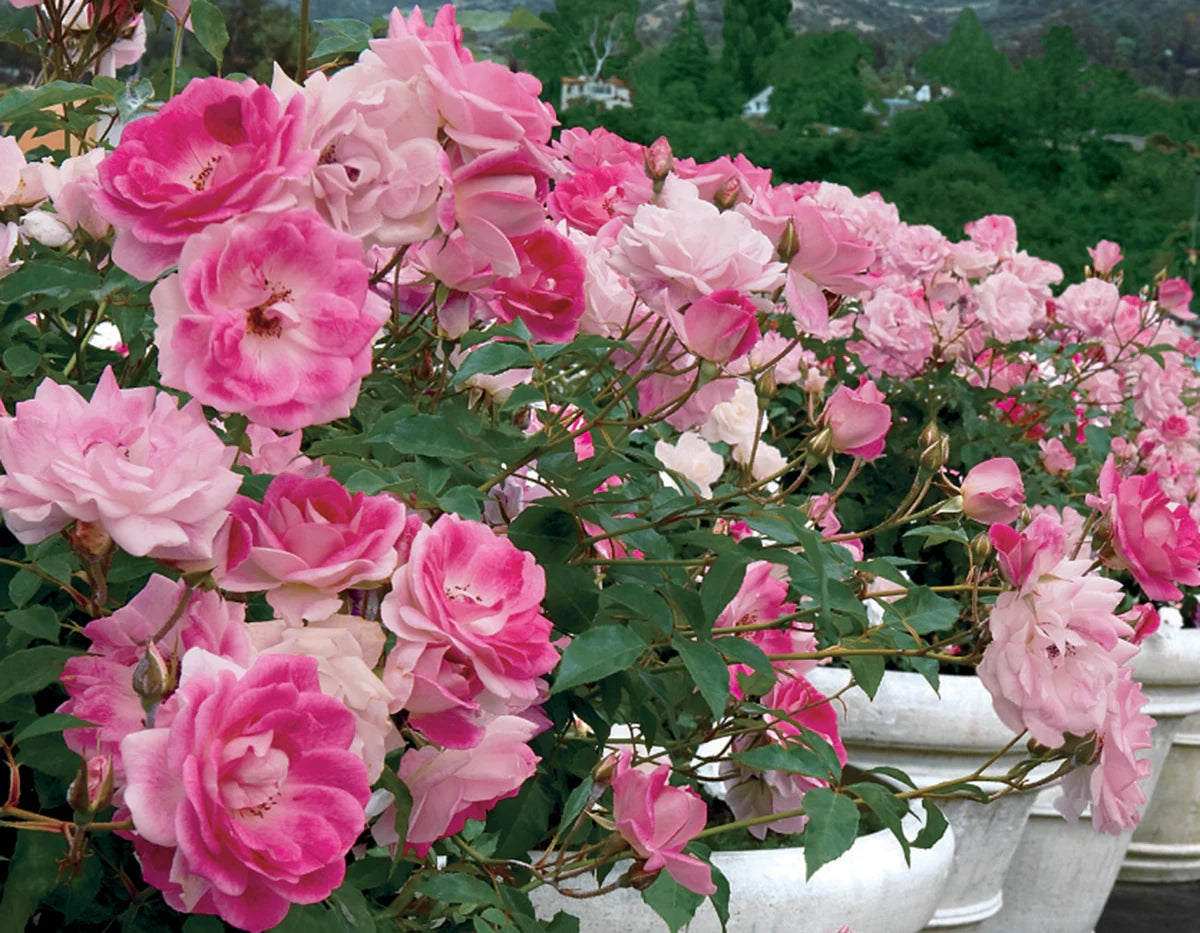 Rosa ‘Blushing Pink Iceberg’ (Blushing Pink Iceberg Rose)