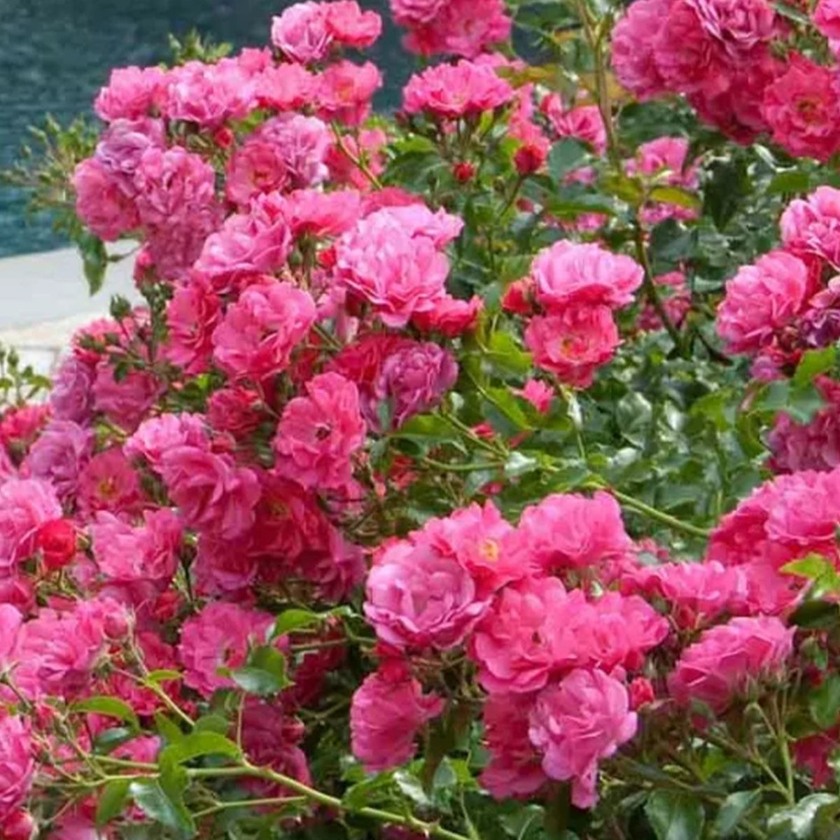 Rosa 'Flower Carpet Pink' (Flower Carpet Rose)