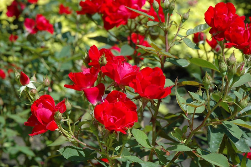 Rose 'Kardinal Red'