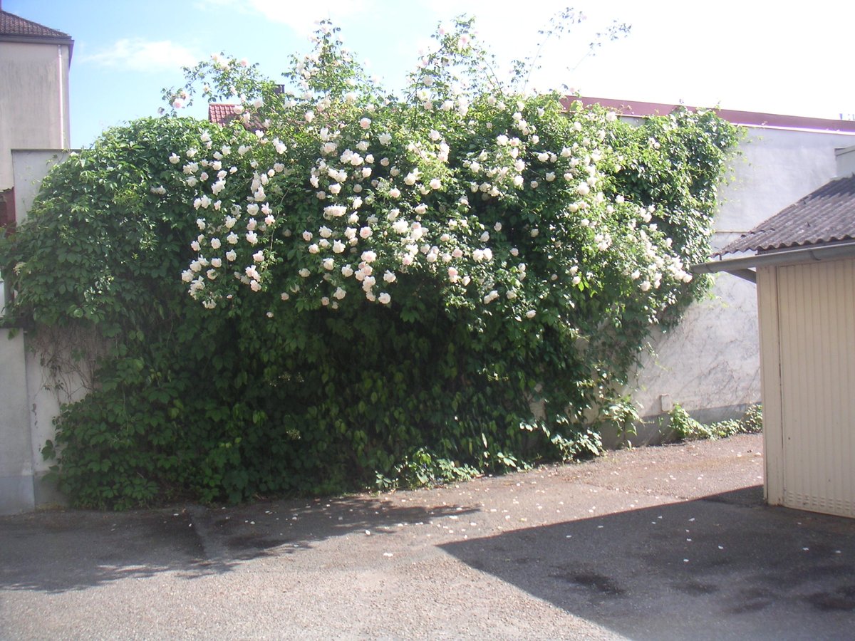 Rosa ‘Madame Alfred Carrière’ (Madame Alfred Carrière Noisette Climbing Rose)