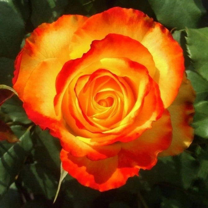 Rosa 'Tequila Sunrise' (Tequila Sunrise Standard Rose)