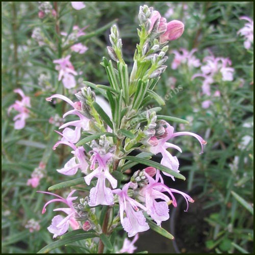 Salvia rosmarinus 'Pink' (Pink Rosemary)