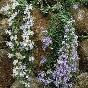 Rosmarinus officinalis ‘Lockwood de Forest’ – Prostrate Rosemary