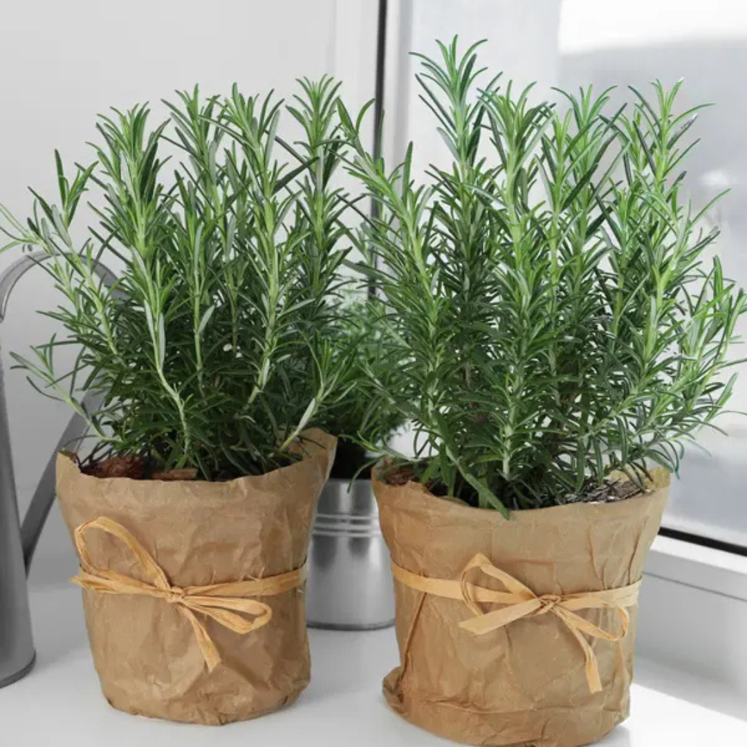 Rosmarinus Officinalis 'Savor' (Savor Rosemary)