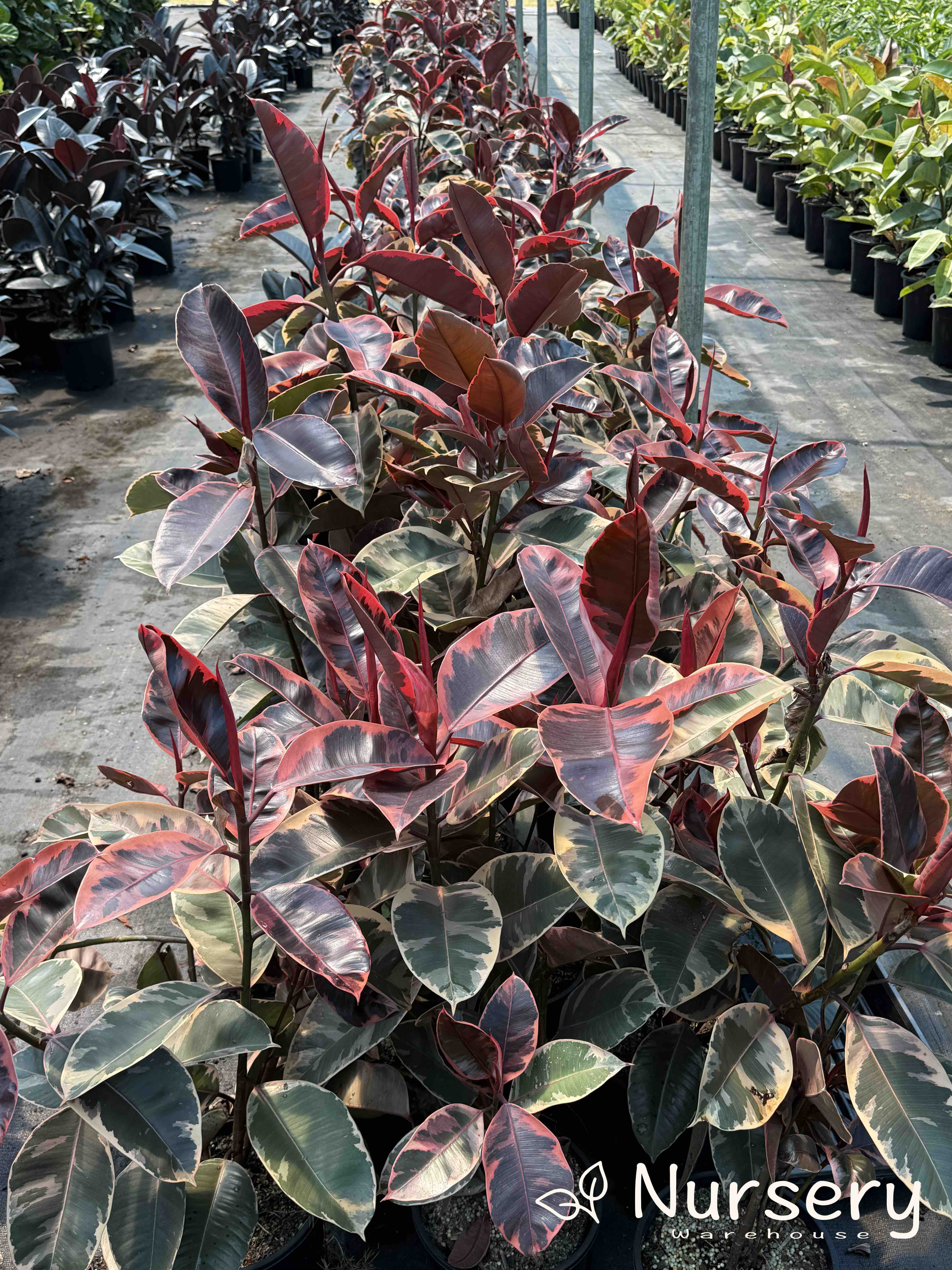 ruby red rubber tree Ruby Rubber Plant – Variegated Pink and Green Foliage