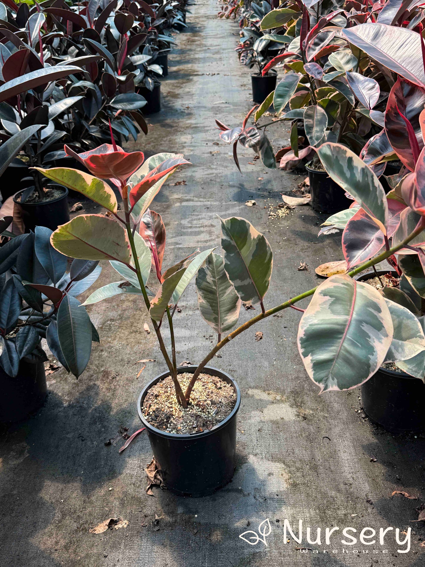 Ficus elastica 'Ruby' 200mm (Ruby Rubber Plant | end of batch, 50cm+ height)