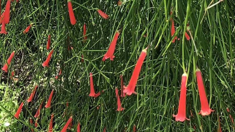 Russelia equisetiformis ‘Ruby Falls’ (Ruby Falls Firecracker Plant)