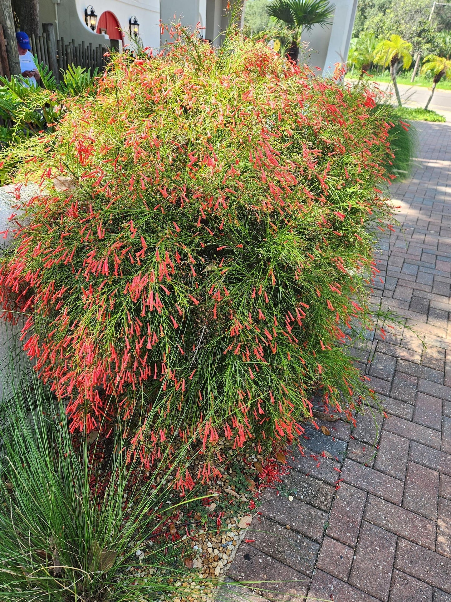 Russelia equisetiformis ‘Ruby Falls’ (Ruby Falls Firecracker Plant)