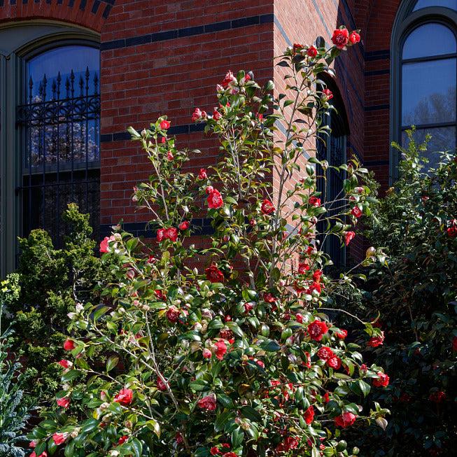 Camellia Japonica 'Shikibu' (Camellia Cultivar)