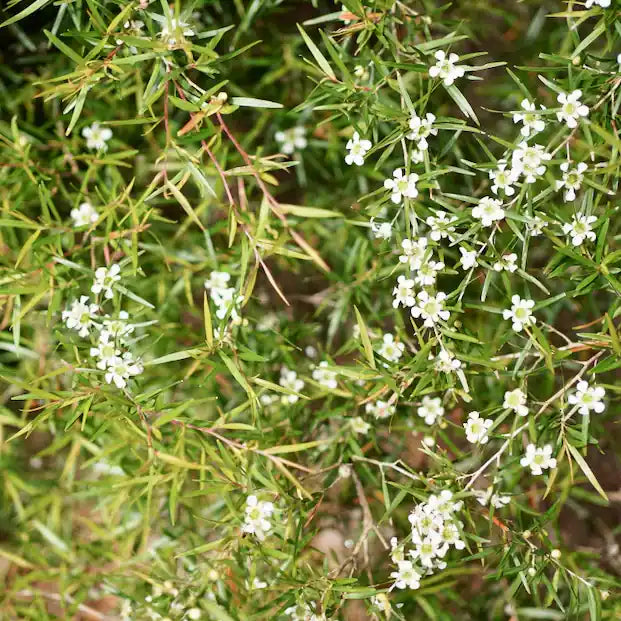 Leptospermum petersonii ‘Dwarf’ – Dwarf Tea Tree