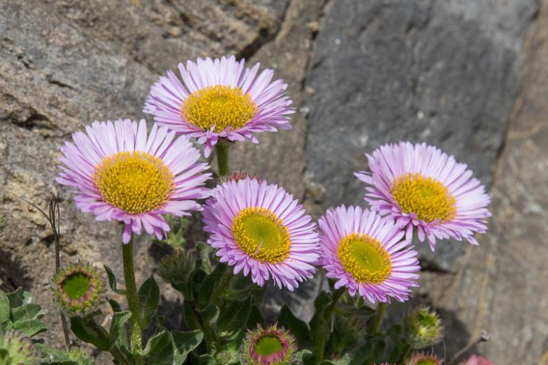 Erigeron glaucus (Seaside Daisy)