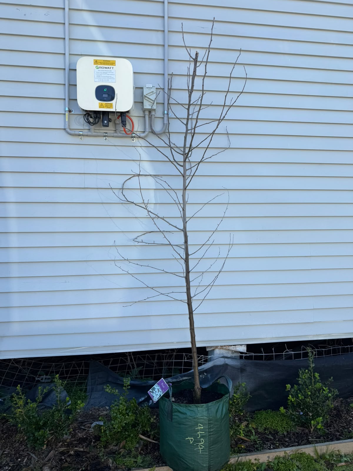Pyrus Nivalis (Snow Pear) CLEARANCE