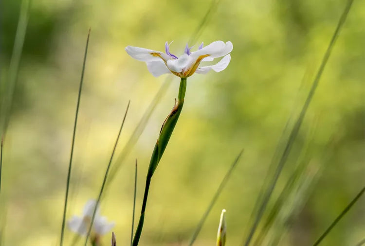 Dietes Iridioides (African Iris)