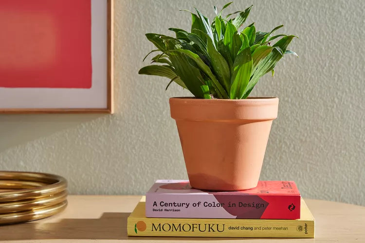 Dracaena deremensis ‘Janet Craig Compacta’ – Compact Janet Craig