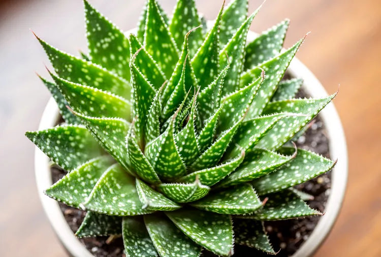 Aristaloe aristata (Lace Aloe / Torch Plant)