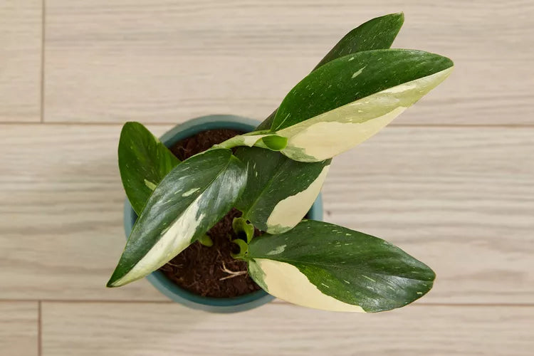 Monstera standleyana ‘Albo Variegata’ (Variegated Cobra Monstera)