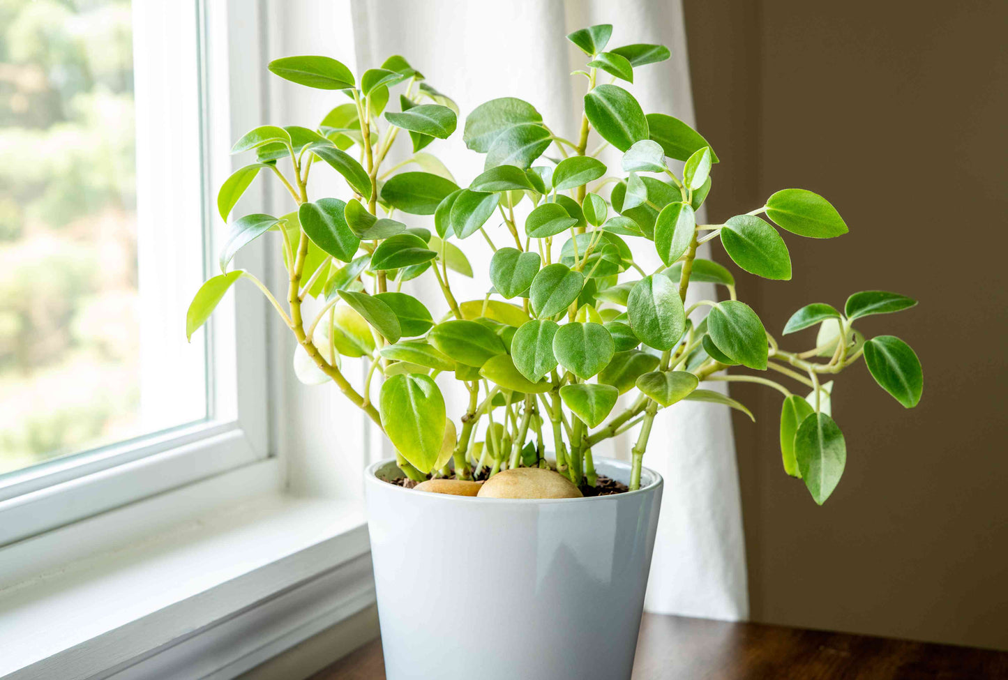 Peperomia 'Pixie' (Pixie Peperomia)