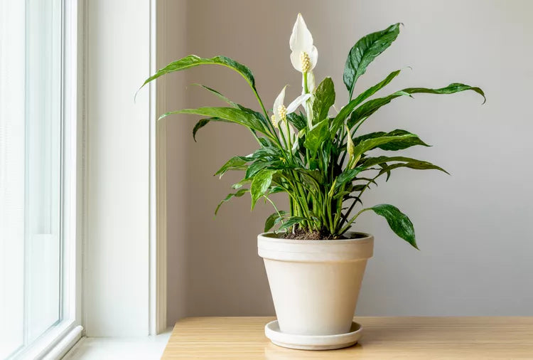 Spathiphyllum wallisii ‘Domino’ – Domino Peace Lily