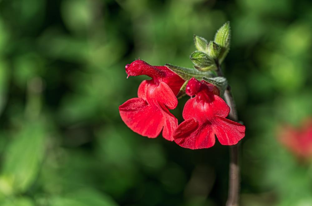 Salvia 'Josh' (Josh Sage)