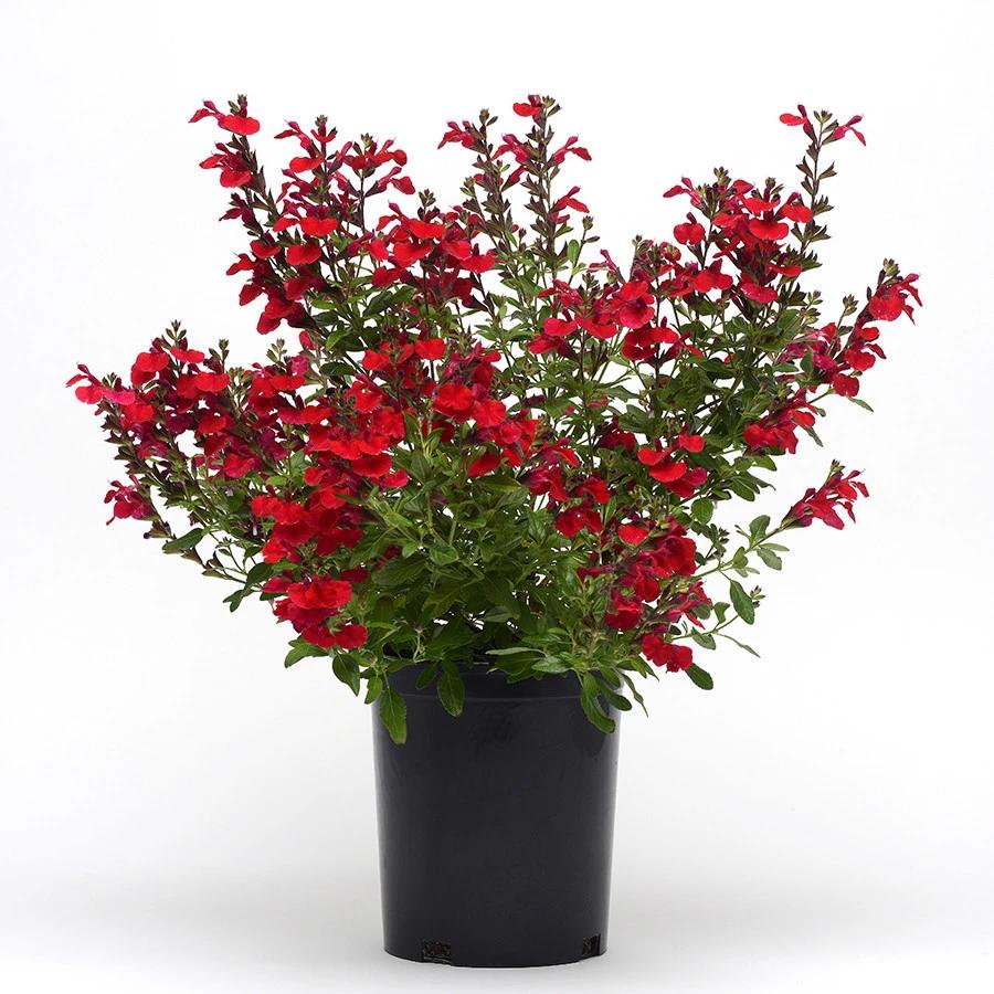 Salvia Greggii Mirage Cherry Red
