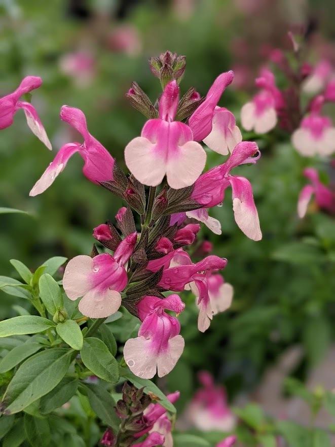 Salvia Greggii Mirage® ‘Rose Bicolour’ (Autumn Sage)