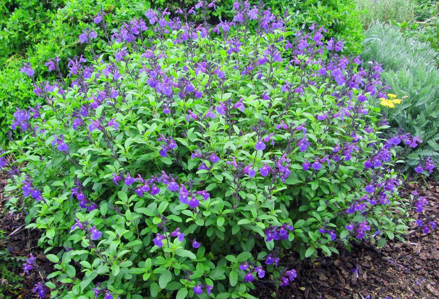 Salvia Greggii ‘Mesa Violet’ (Autumn Sage)