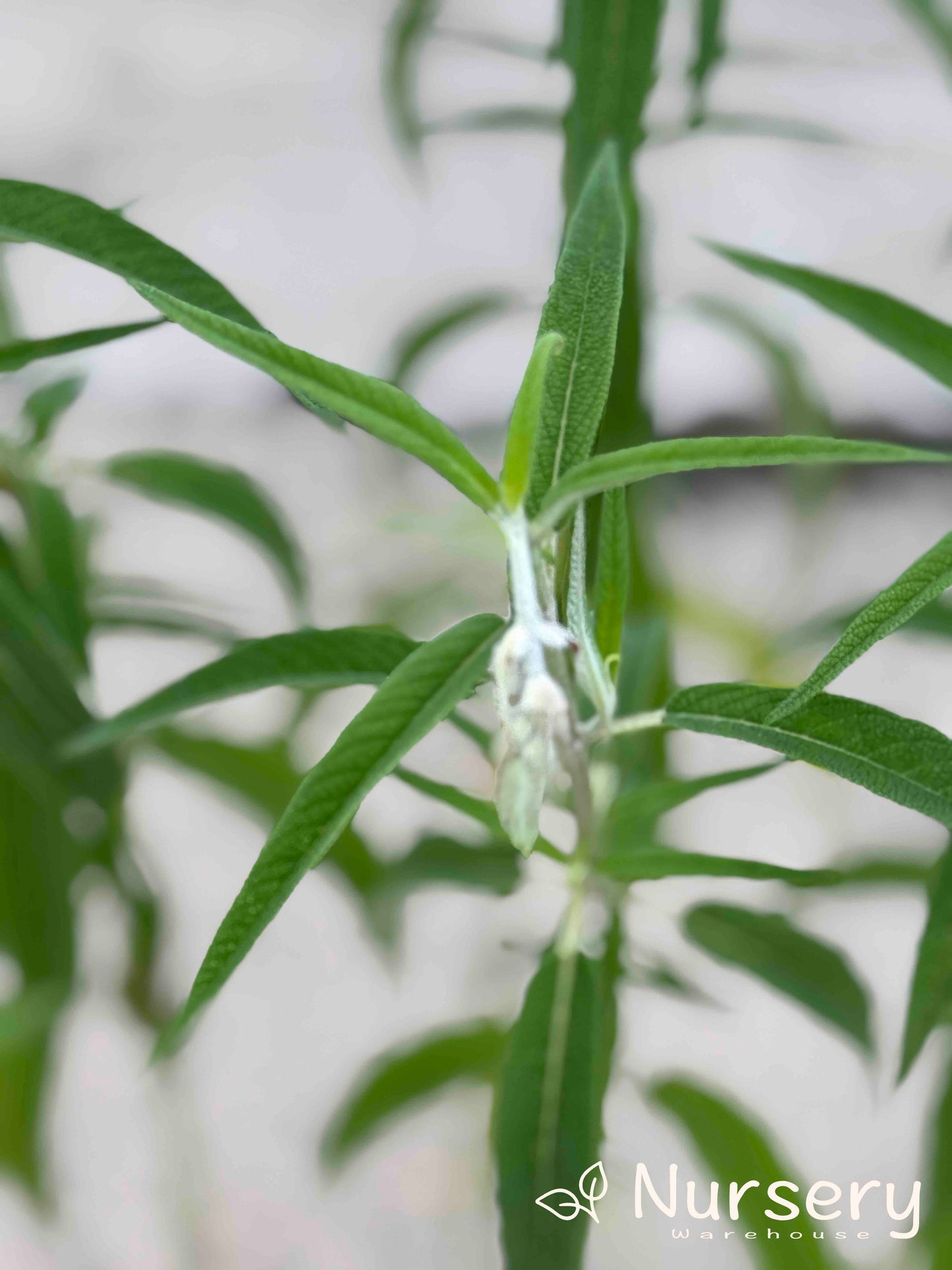 Salvia Leucantha (Velour White)