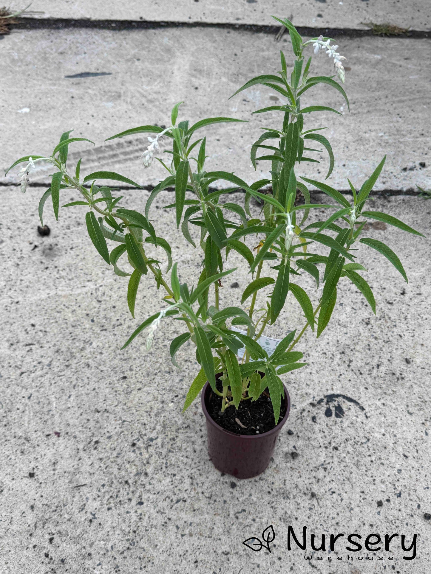 Salvia Leucantha (Velour White)
