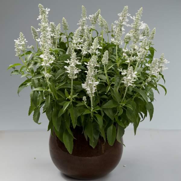 Salvia Sallyfun Snow White