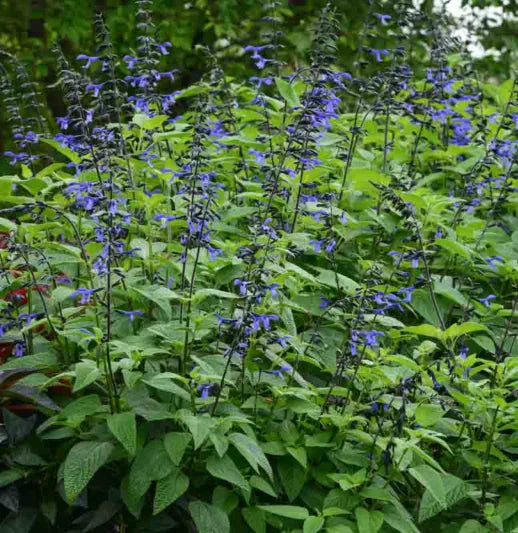 Salvia guaranitica (Black and Bloom)