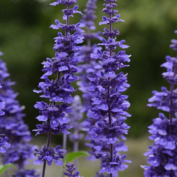 Salvia ‘Mystic Spires’ (Blue Sage)