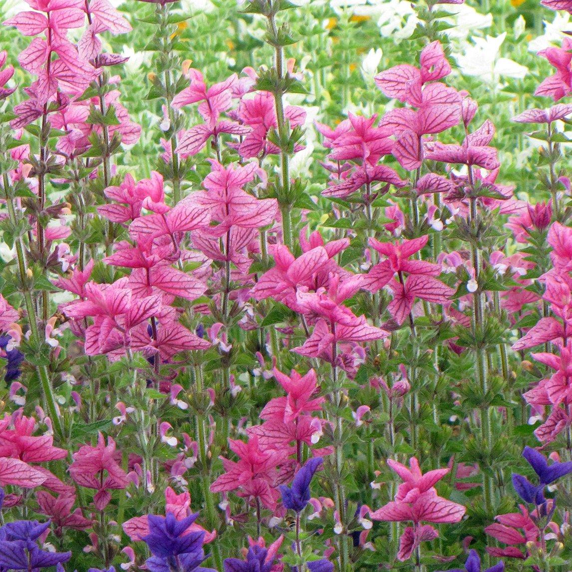 Salvia ‘Pink Icicles’ (Sage)