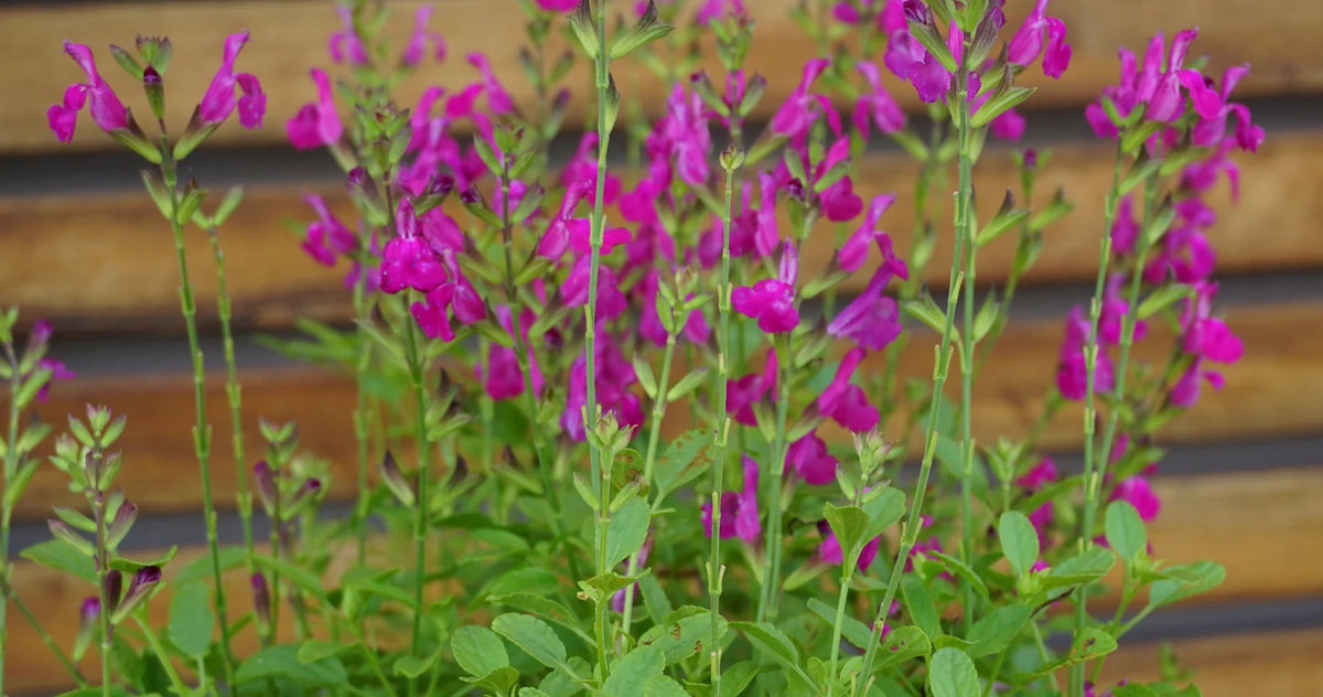 Salvia ‘SAL01’ (Super Pink™ Salvia)
