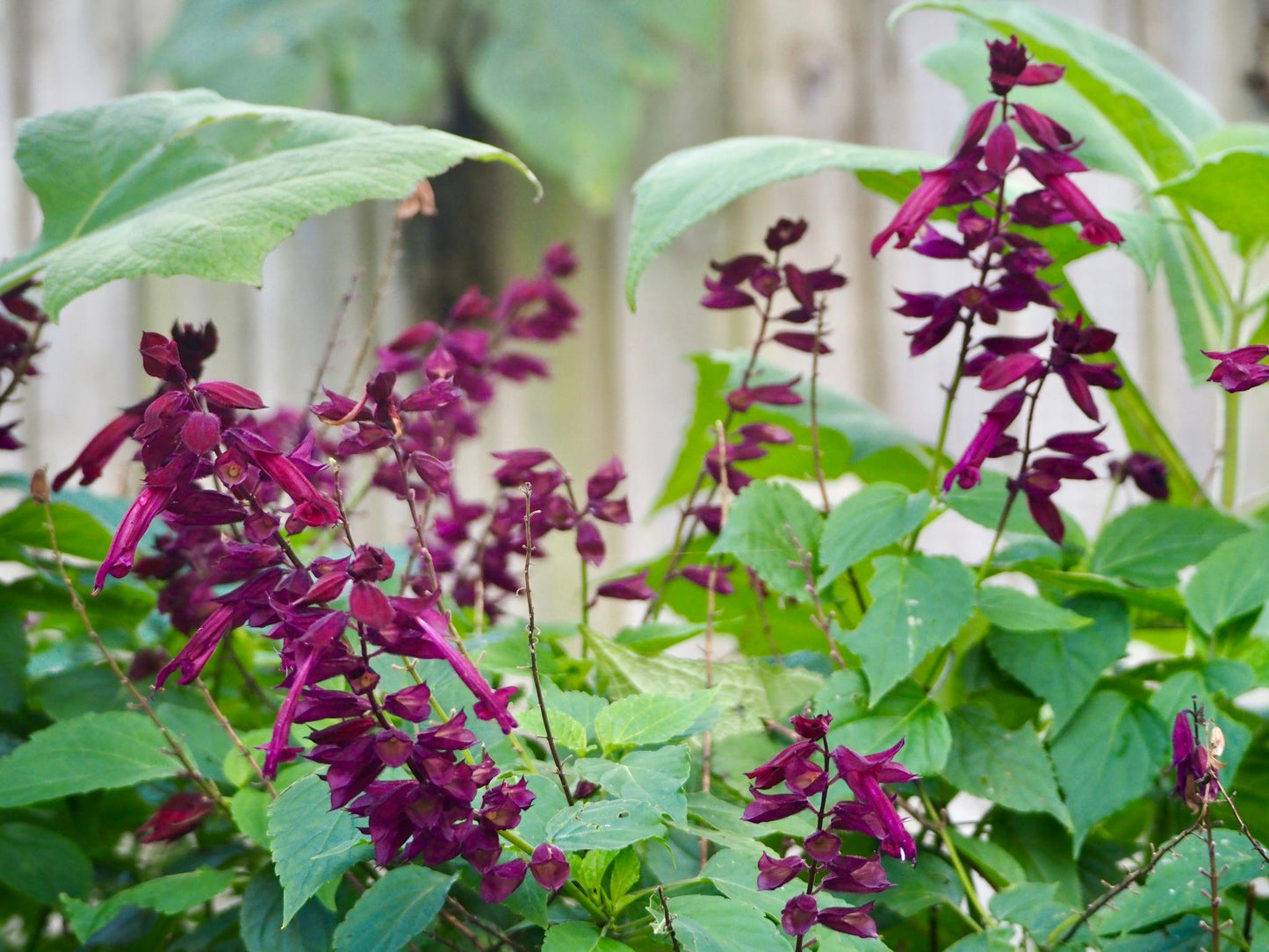 Salvia ‘Timboon’ (Sage)