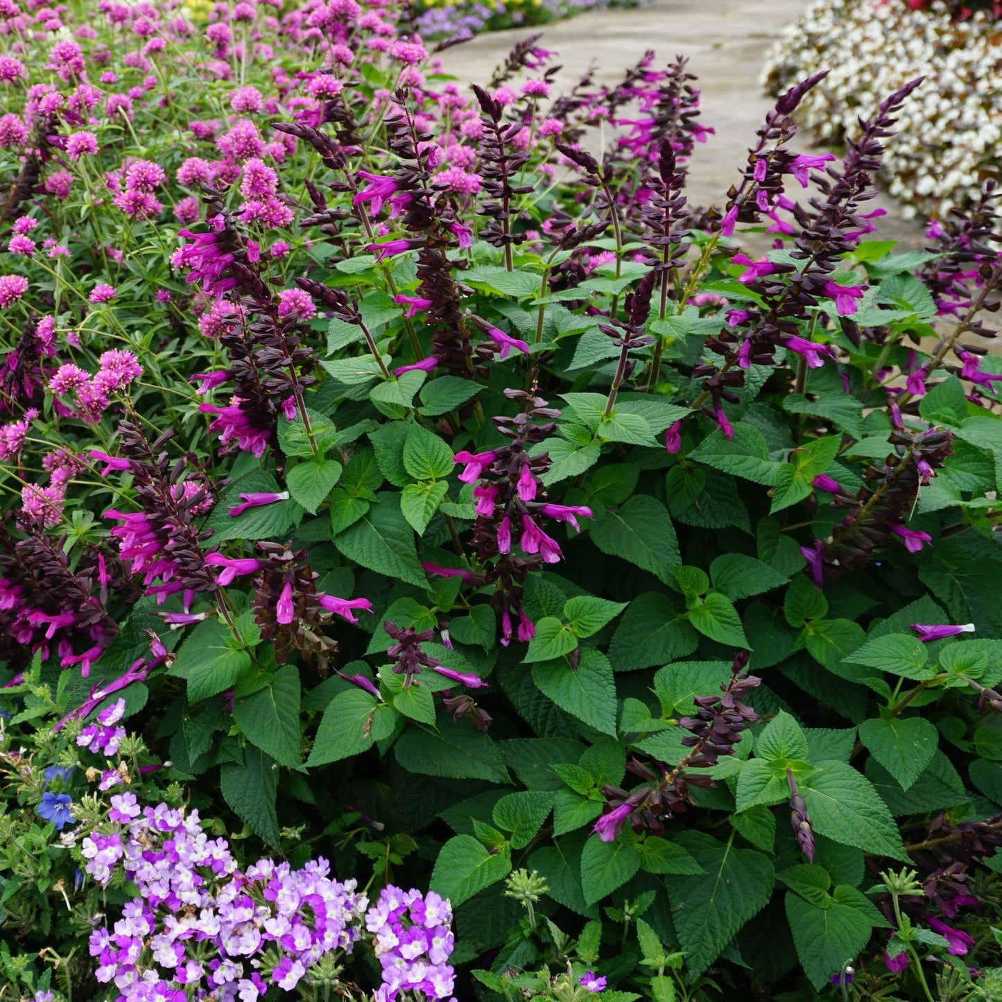Salvia ‘Unplugged So Pink’ (Unplugged So Pink Salvia)