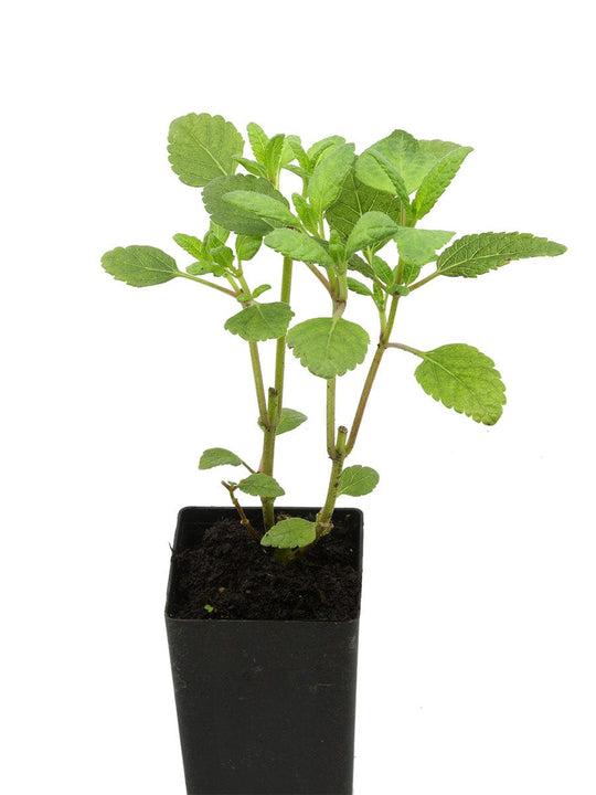 Salvia ‘Waverly’ (Waverly Sage)