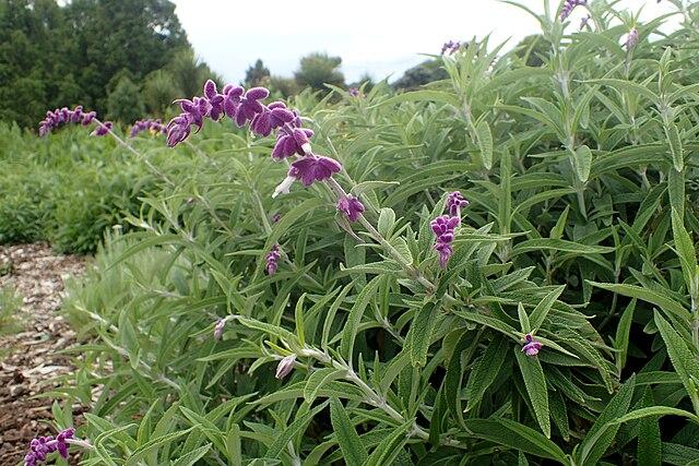 Salvia leucantha (Mexican Sage)