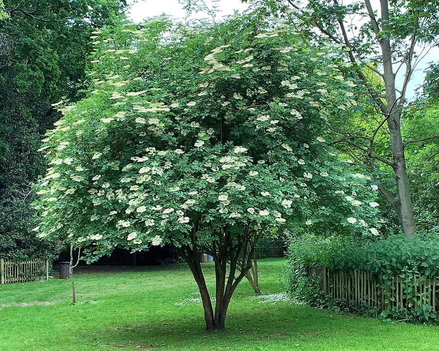 Sambucus Nigra (Elder flower)