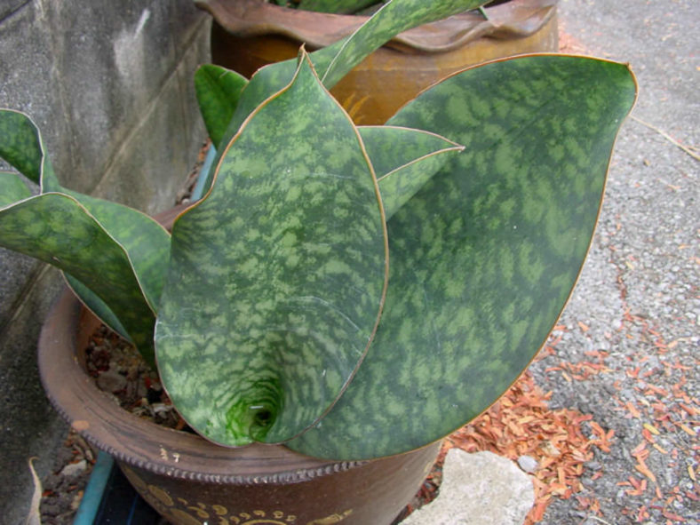 Sansevieria masoniana (Mason’s Congo)