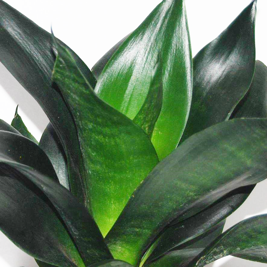 Sansevieria Trifasciata ‘Black Diamond’