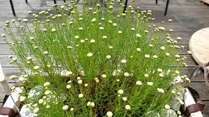 Santolina Virens (Olive Herb)