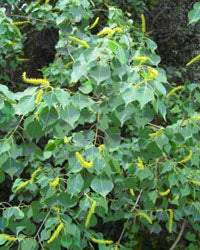 Sapium sebiferum (Chinese Tallow Tree)