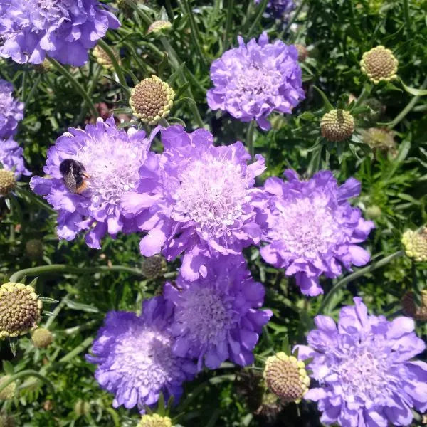 Scabiosa ‘Mariposa Blue’ (Pincushion Flower)