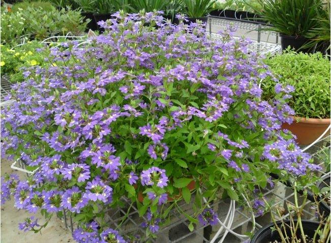 Scaevola Aemula Aussie Crawl