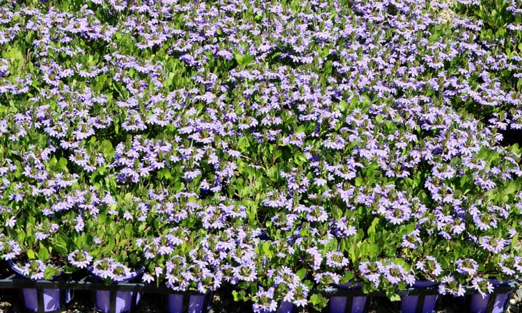 Scaevola Aemula ‘Purple Fanfare’ (Purple Fan Flower)