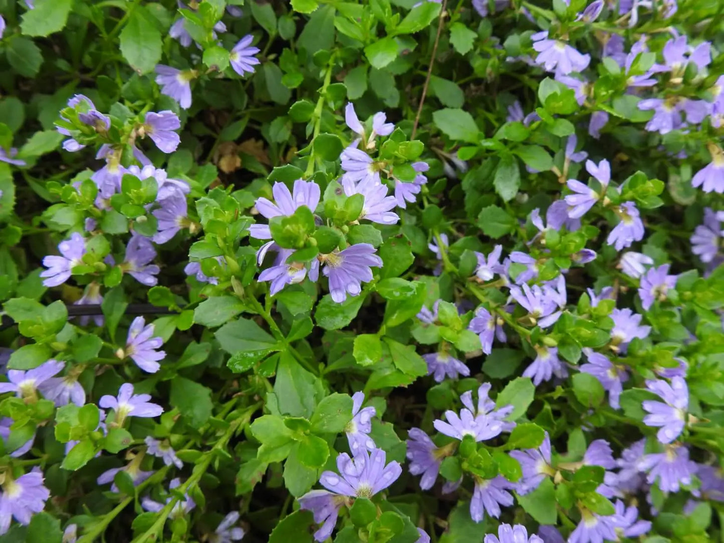 Scaevola Albida (Blue Fan Flower)